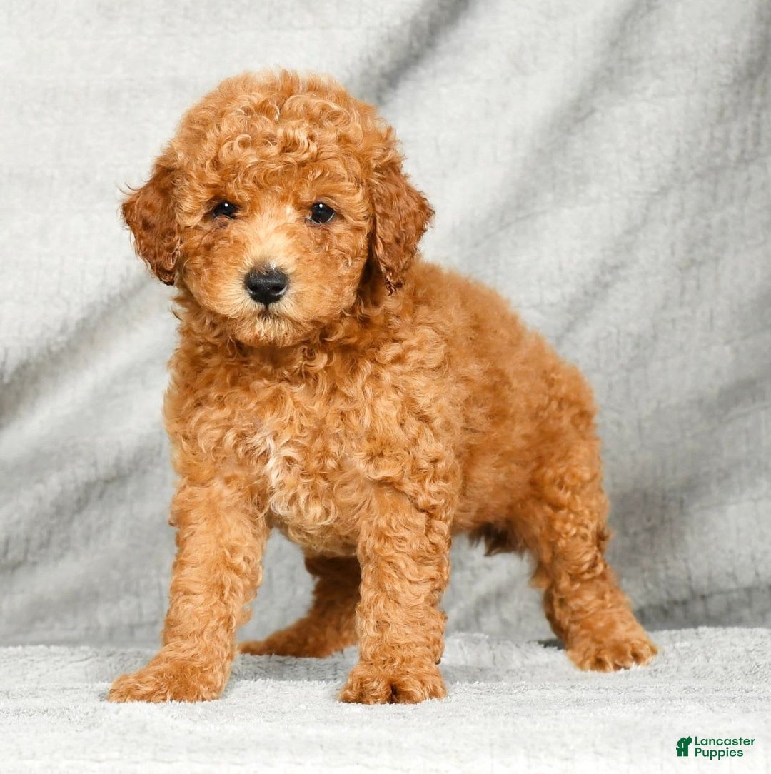 Miniature Poodle dogs for sale: Dino - Image 5