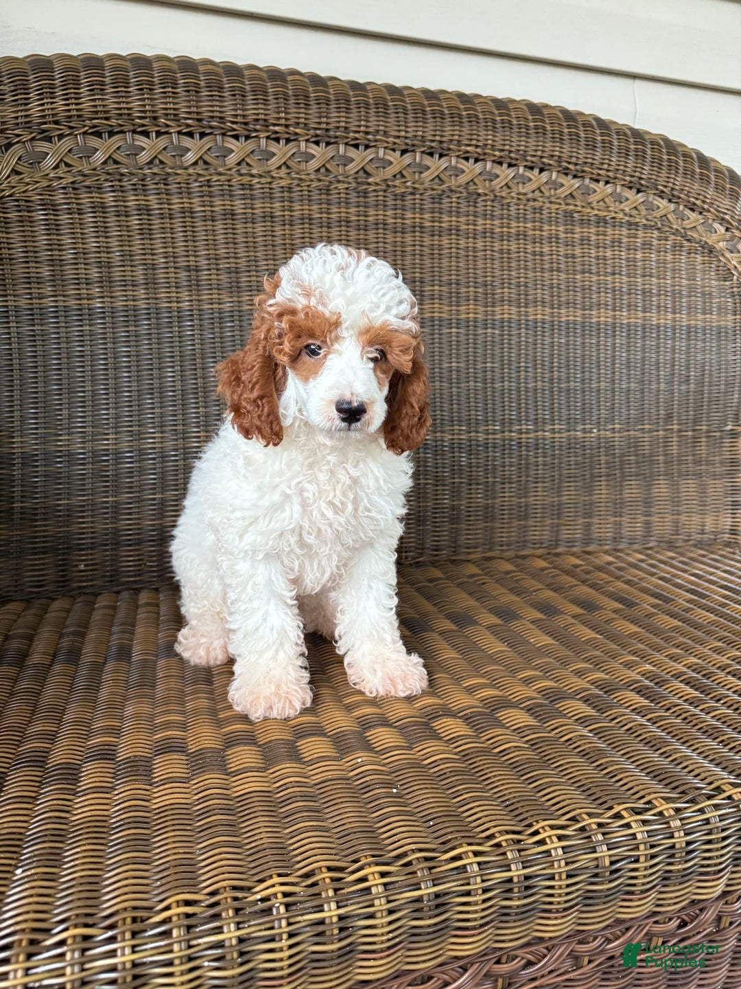 Miniature Poodle dogs for sale: Miniature Poodle 2 puppies - Image 1