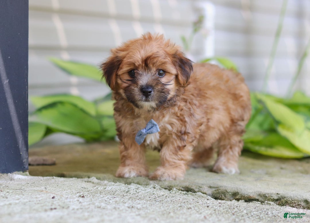 Morkie dogs for sale: Tobby - Image 5