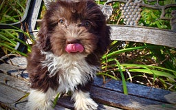 Havapoo dogs for sale: Hammie - Image 13
