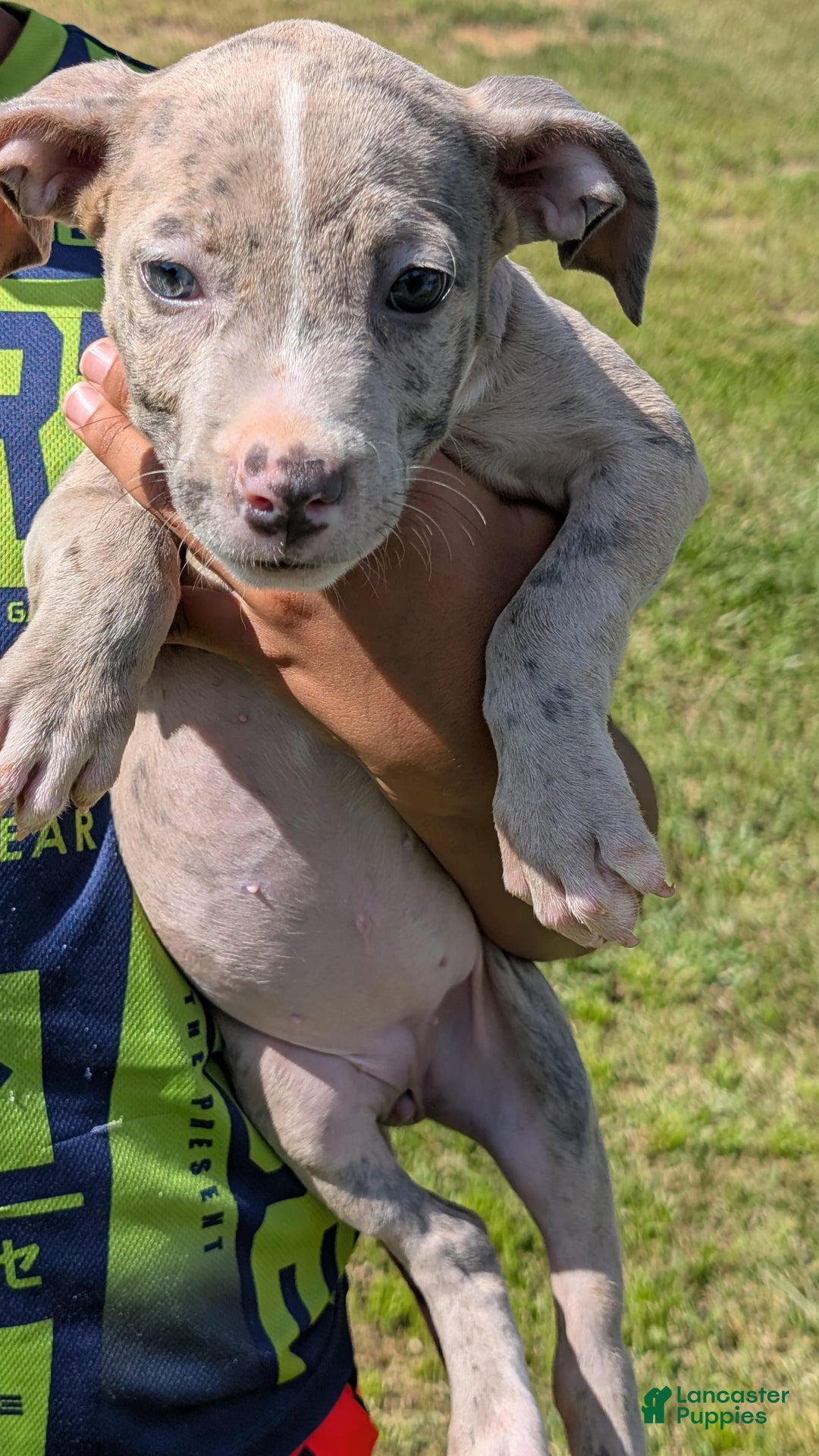 American Bully dogs for sale: Green Girl - Image 4