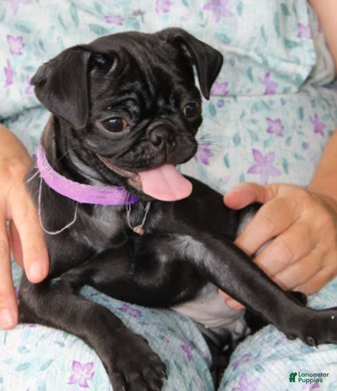 Pug dogs for sale: Penny - Image 6