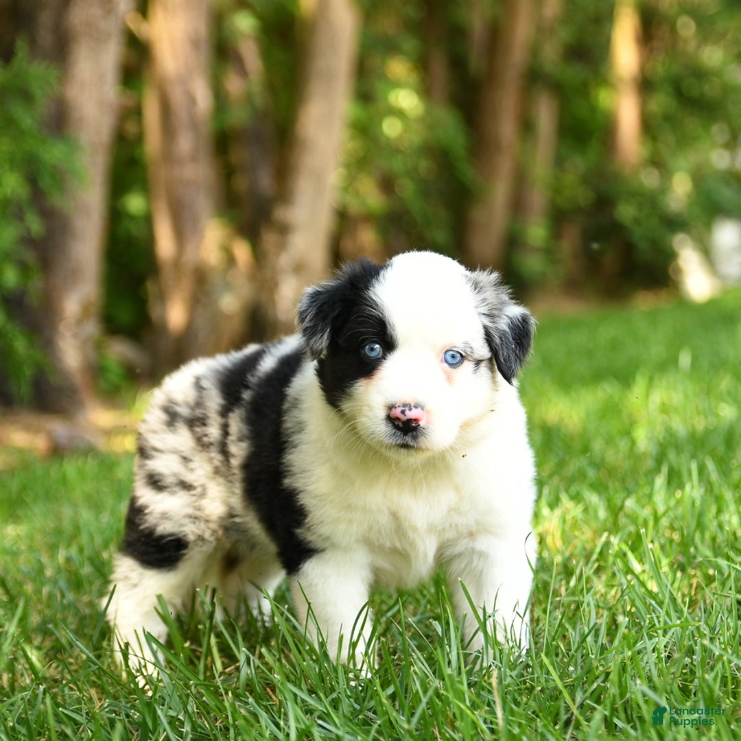 Australian Shepherd dogs for sale: Kimber - Image 2