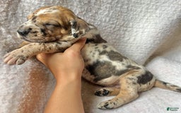 Great Dane dogs for sale: Fanta - Image 3