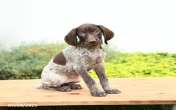 German Shorthaired Pointer dogs for sale: Jade - Image 2