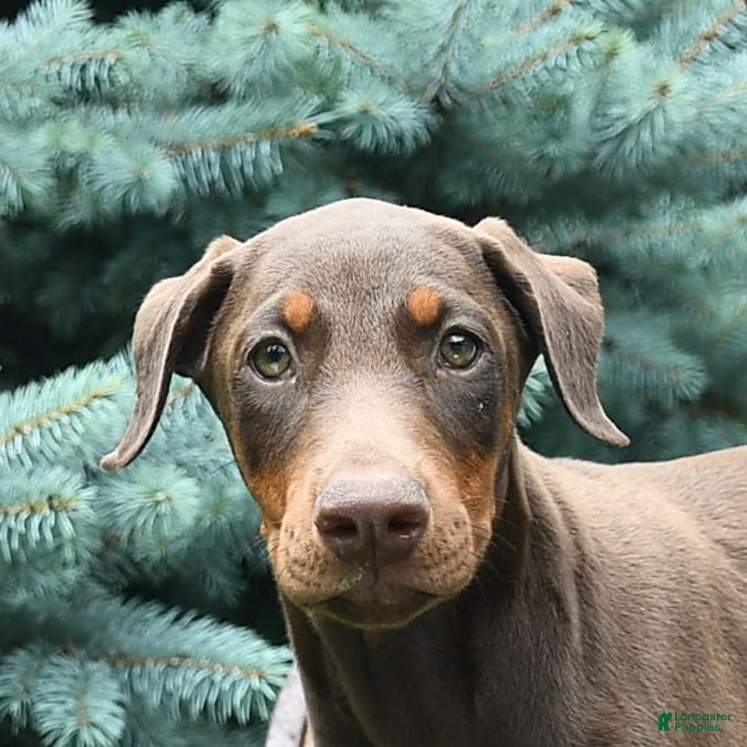 Doberman Pinscher dogs for sale: Petal - Image 13