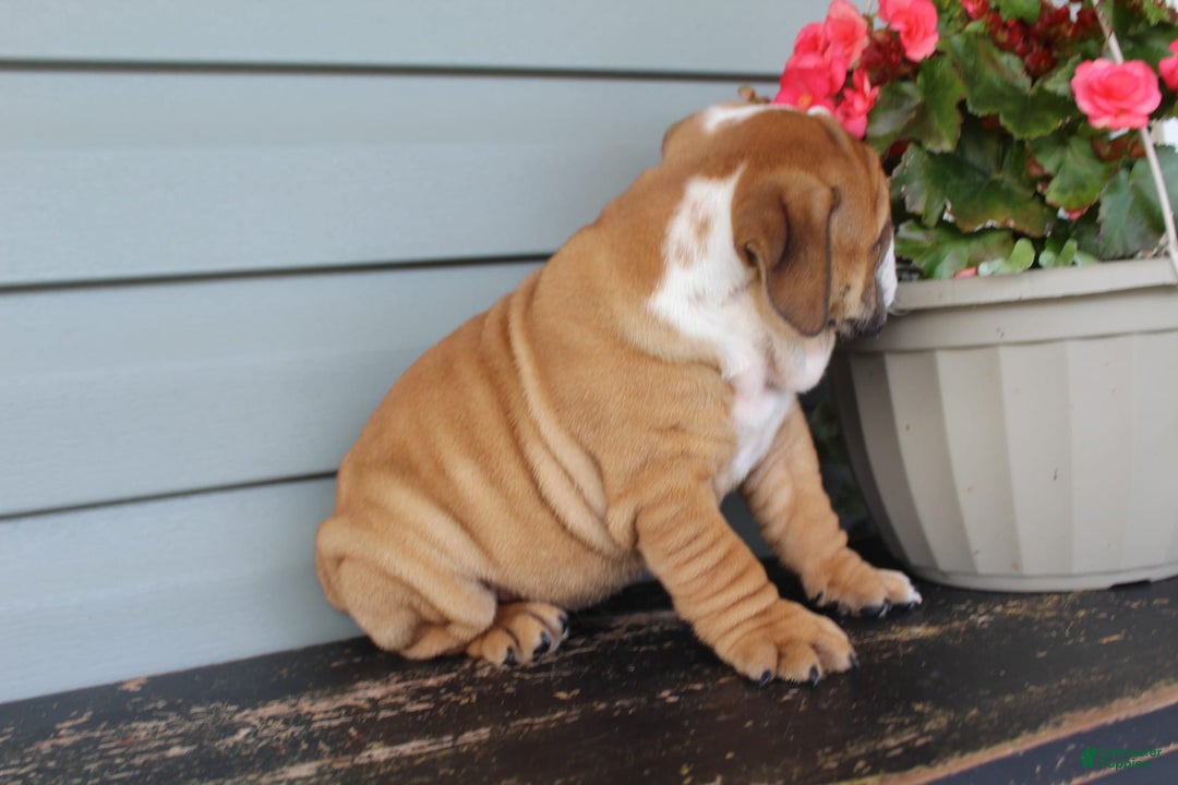 English Bulldog dogs for sale: River - Image 9