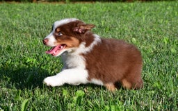 Australian Shepherd dogs for sale: Polly - Image 7