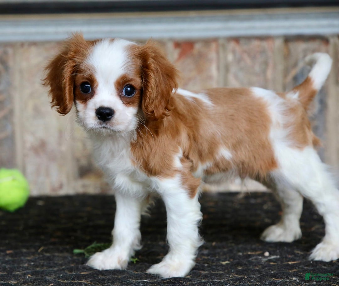 Cavalier King Charles Spaniel dogs for sale: Loki - Image 4