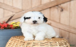 Mini Bernedoodle dogs for sale: Mini Bernedoodle 8 puppies - Image 2