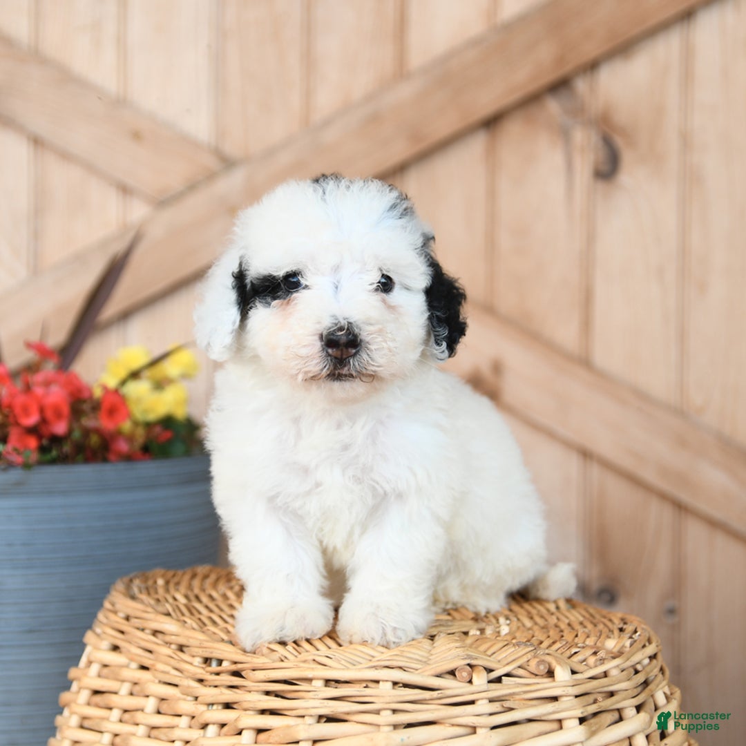 Mini Bernedoodle dogs for sale: Mini Bernedoodle 8 puppies - Image 2