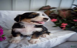 Bernedoodle dogs for sale: Spiderman - Image 12