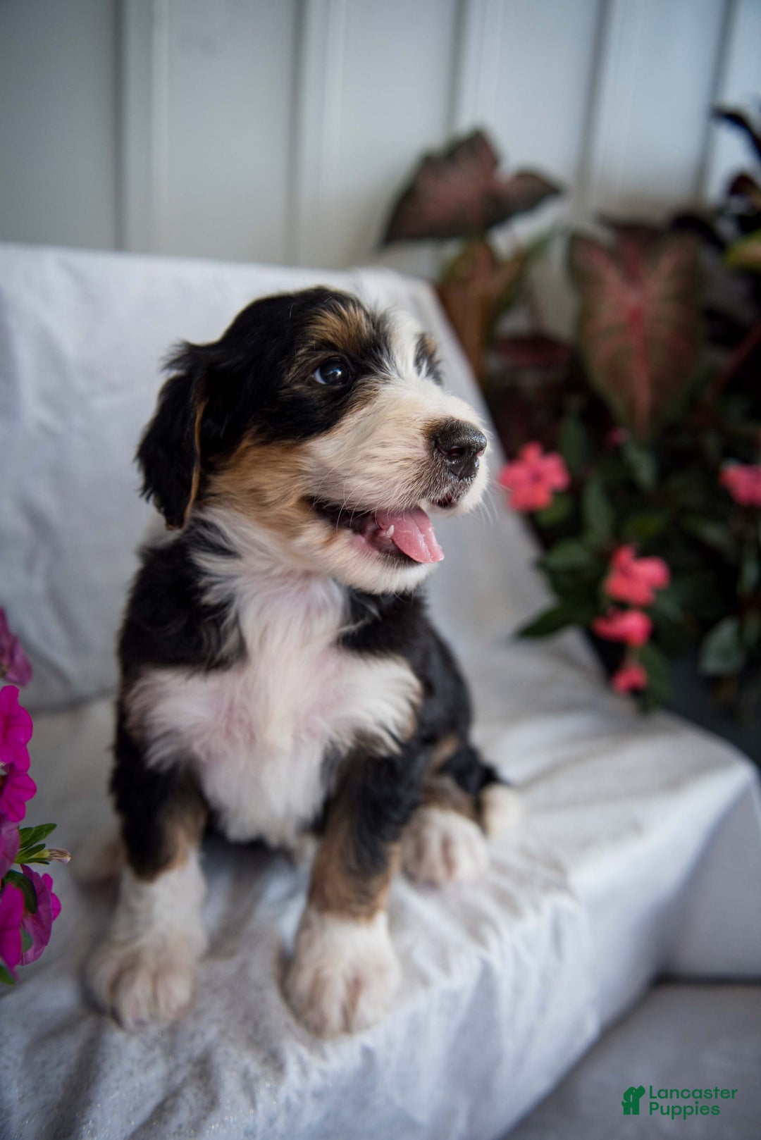 Bernedoodle dogs for sale: Spiderman - Image 12