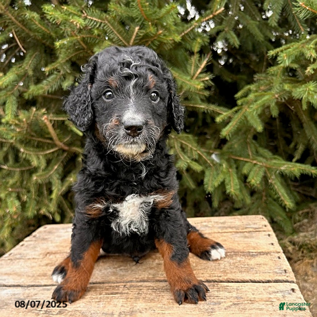 Bernedoodle dogs for sale: Beau - Image 2