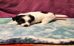 Chihuahua dogs for sale: Oscar - Image 1