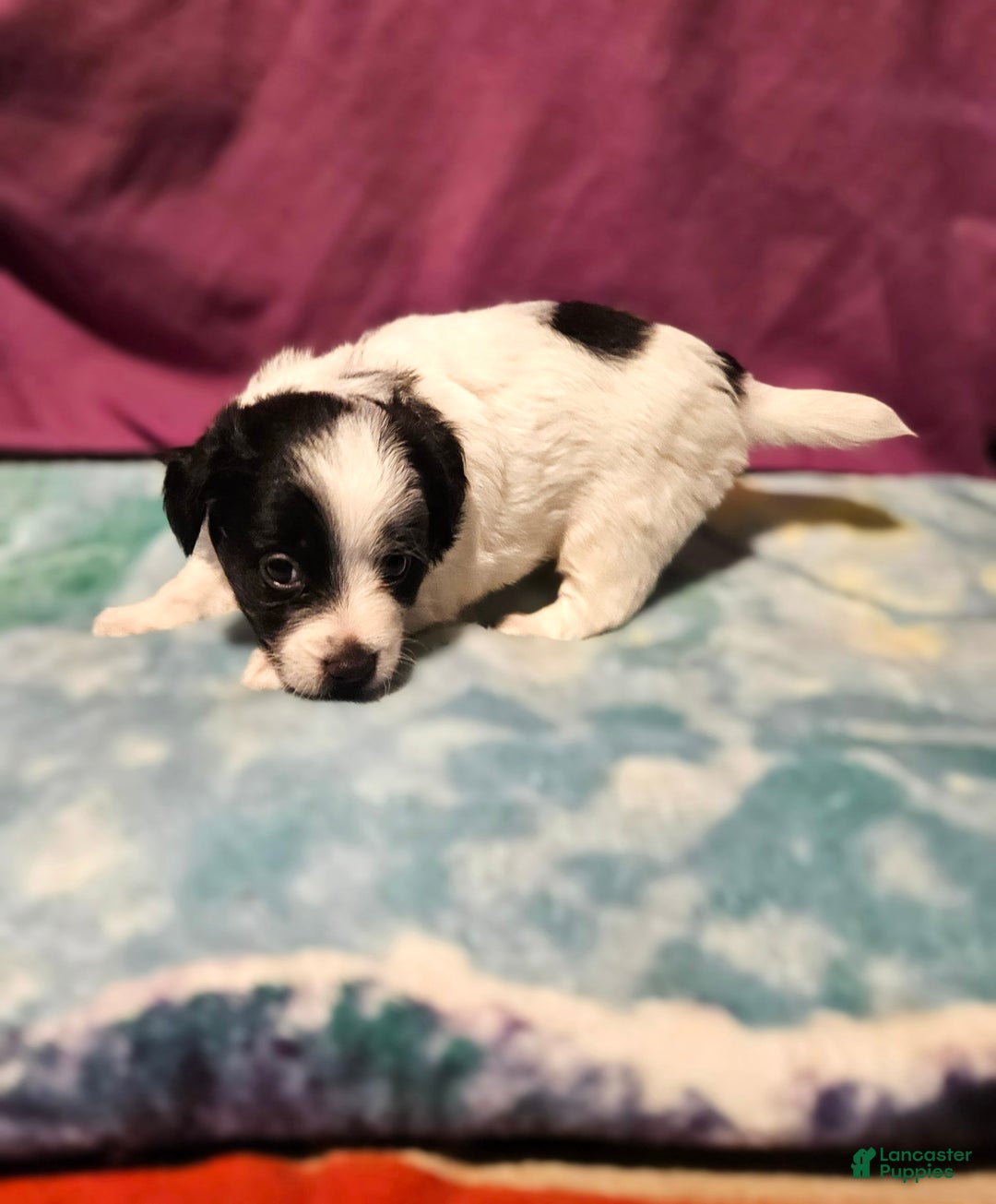 Chihuahua dogs for sale: Oscar - Image 1