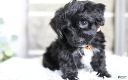 Yorkiepoo dogs for sale: Roo - Image 2