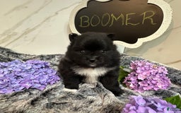 Pomeranian dogs for sale: Boomer - Image 6