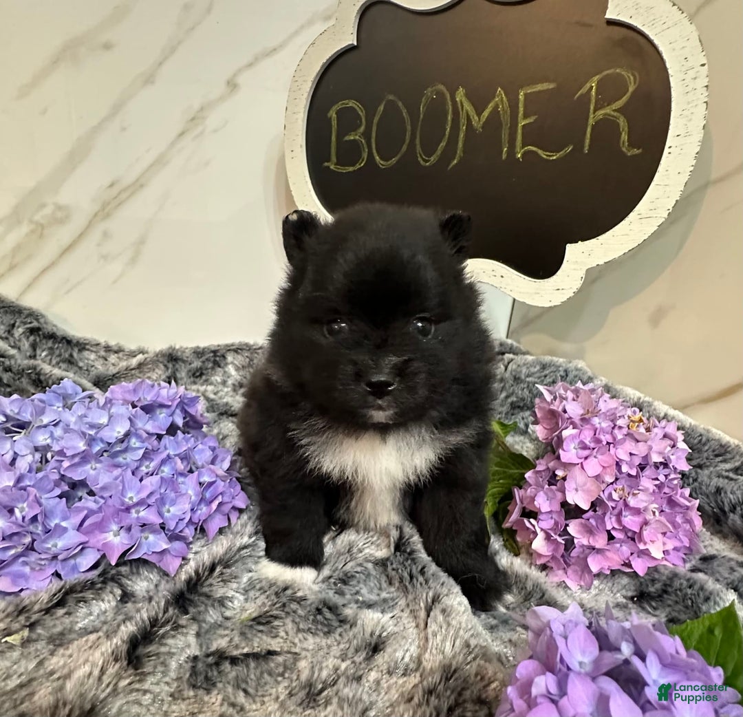 Pomeranian dogs for sale: Boomer - Image 6