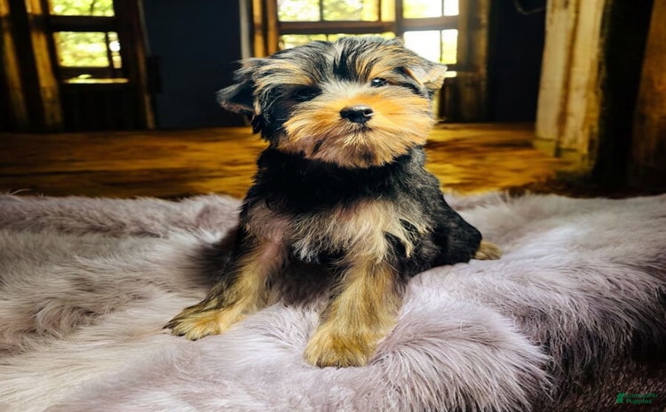 Yorkshire Terrier dogs for sale - Ad 4