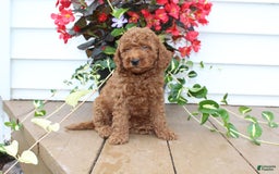 Mini Goldendoodle dogs for sale: Kenny - Image 2