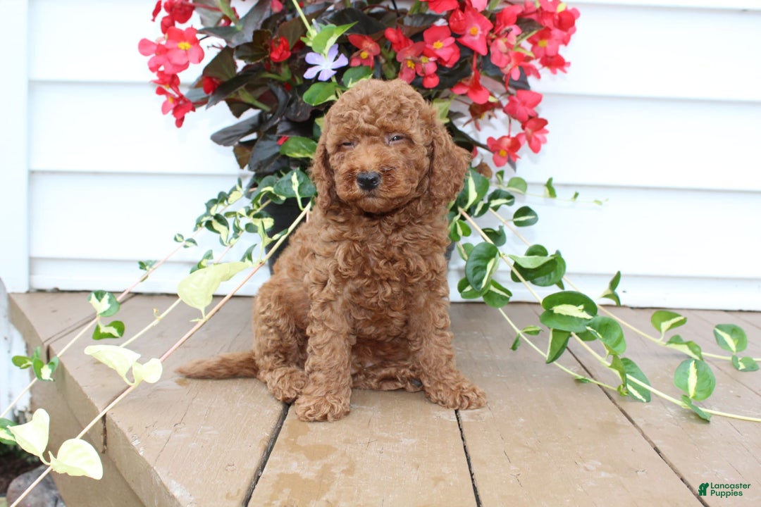 Mini Goldendoodle dogs for sale: Kenny - Image 2