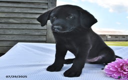 Norwegian Elkhound dogs for sale: Rover - Image 2