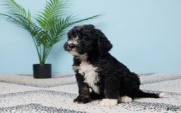 Bernedoodle dogs for sale: Cocoa - Image 4