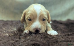 Cockapoo dogs for sale: Snotlout - Image 11