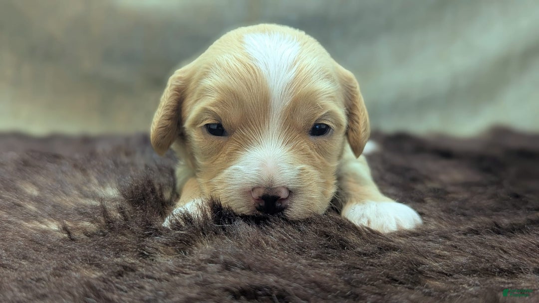 Cockapoo dogs for sale: Snotlout - Image 11