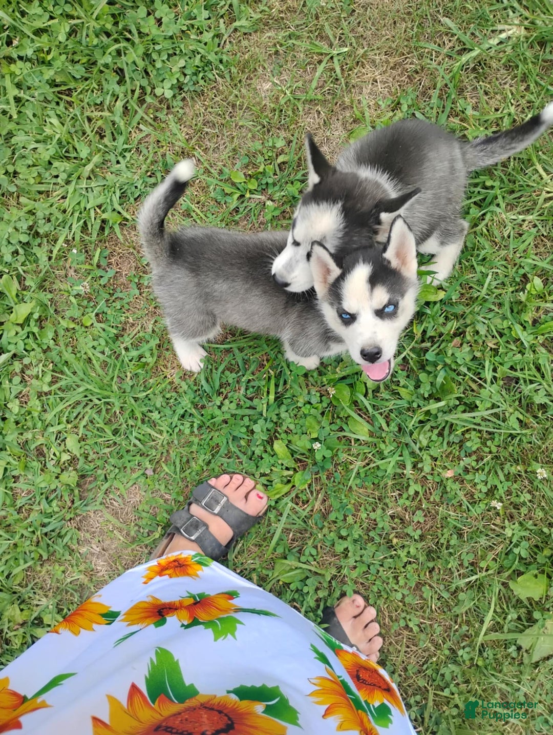 Siberian Husky dogs for sale: Mary - Image 10
