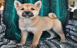 Shiba Inu dogs for sale: Jasper - Image 2