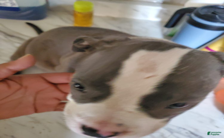 American Pit Bull Terrier dogs - Advert 17