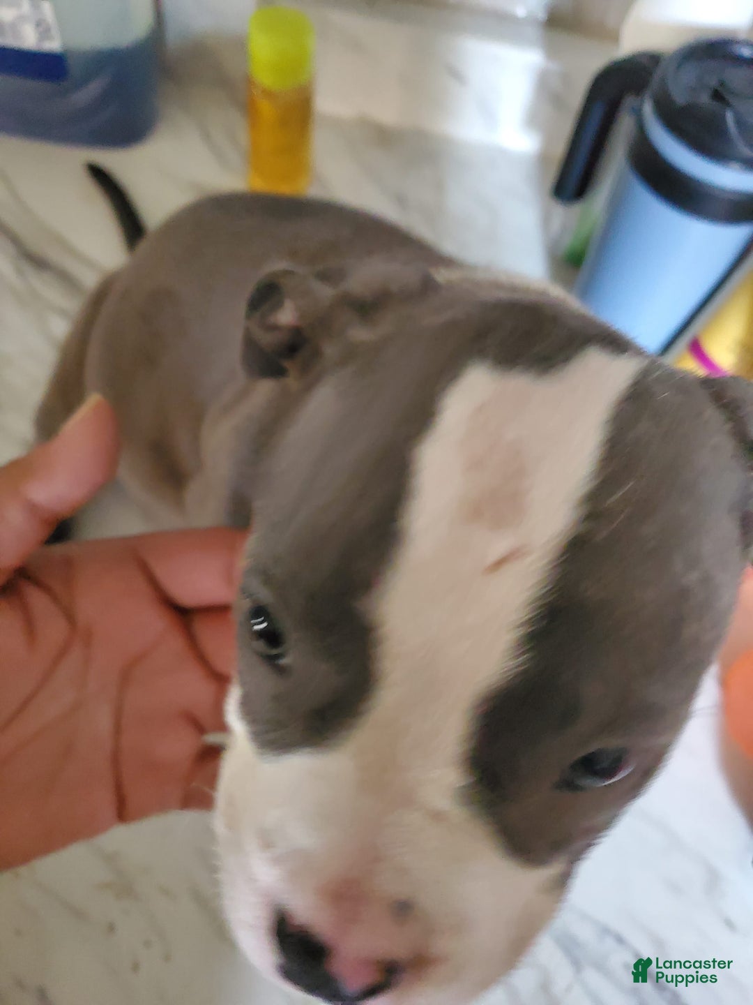 American Pit Bull Terrier dogs for sale: Star - Image 1
