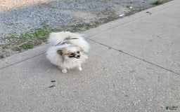 Pomeranian dogs for sale: Cody - Image 8