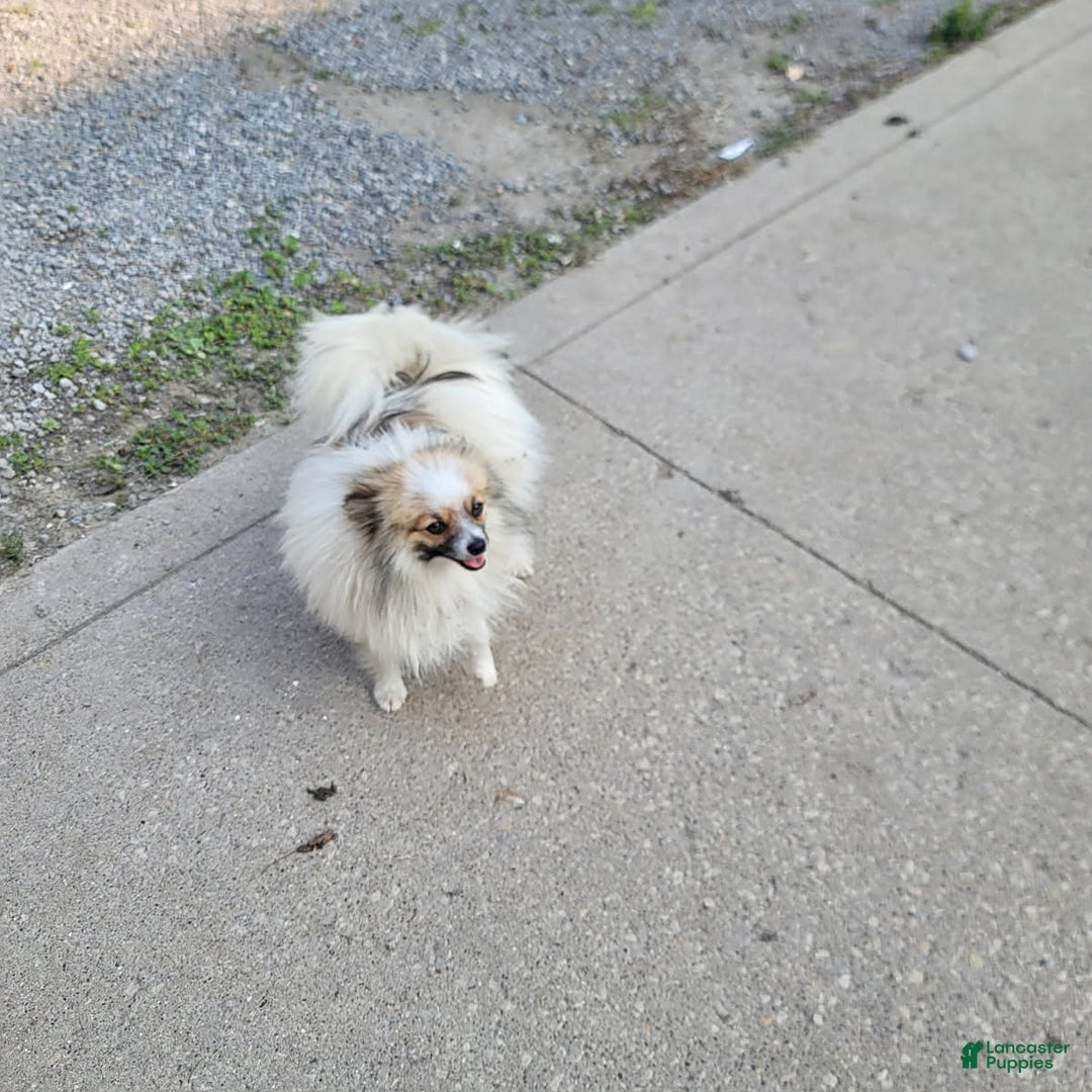 Pomeranian dogs for sale: Cody - Image 8