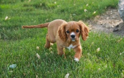 Cavalier King Charles Spaniel dogs for sale: Clifford - Image 34