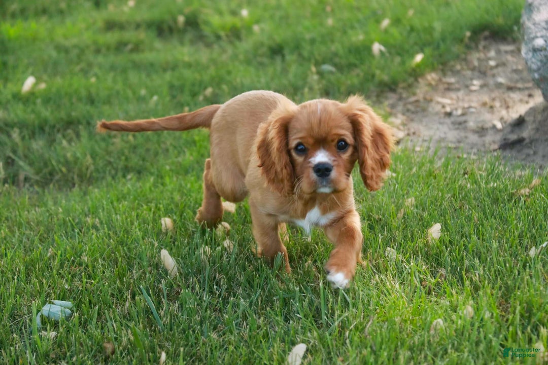 Cavalier King Charles Spaniel dogs for sale: Clifford - Image 34