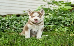 Pomsky dogs for sale: Kipling - Image 4