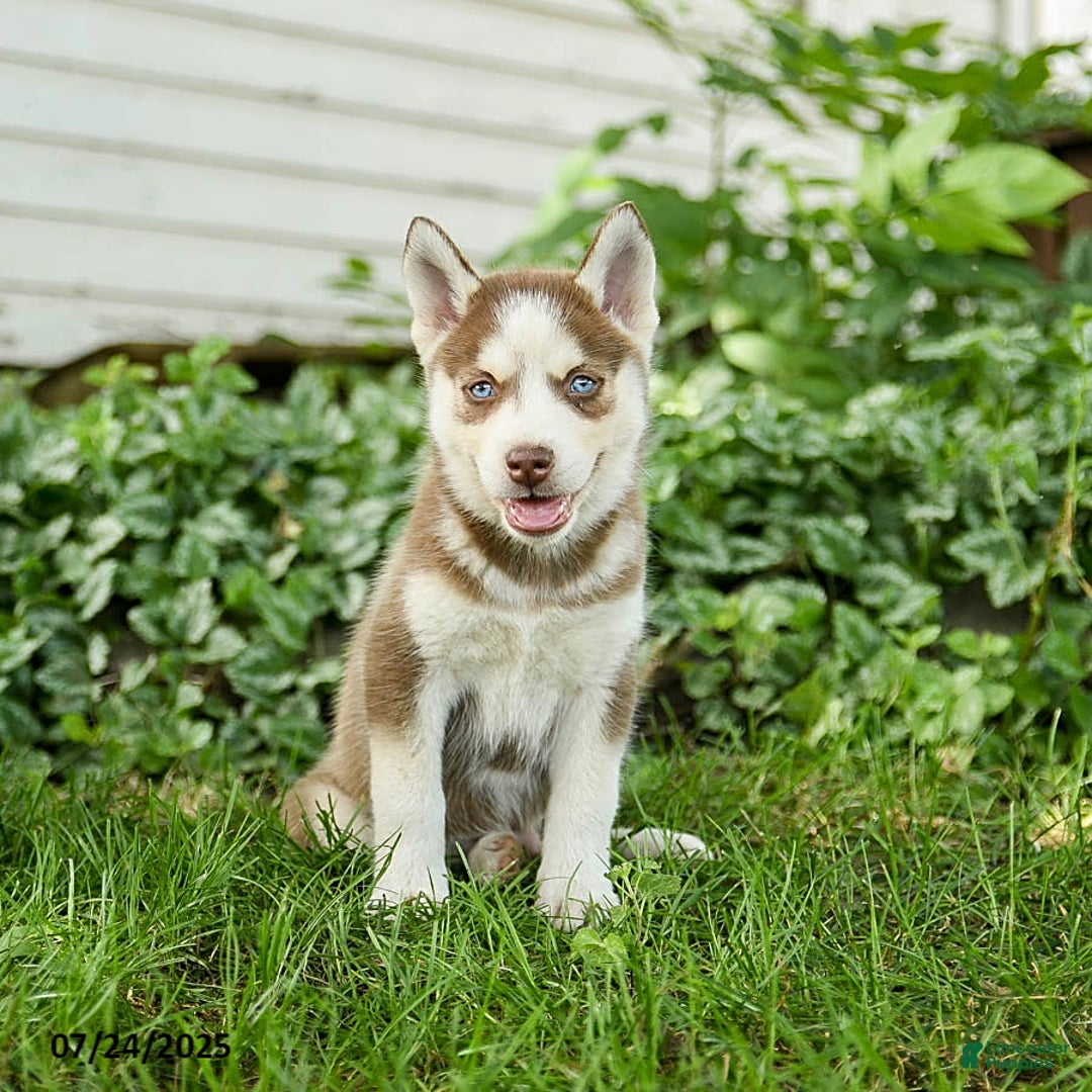 Pomsky dogs for sale: Kipling - Image 4