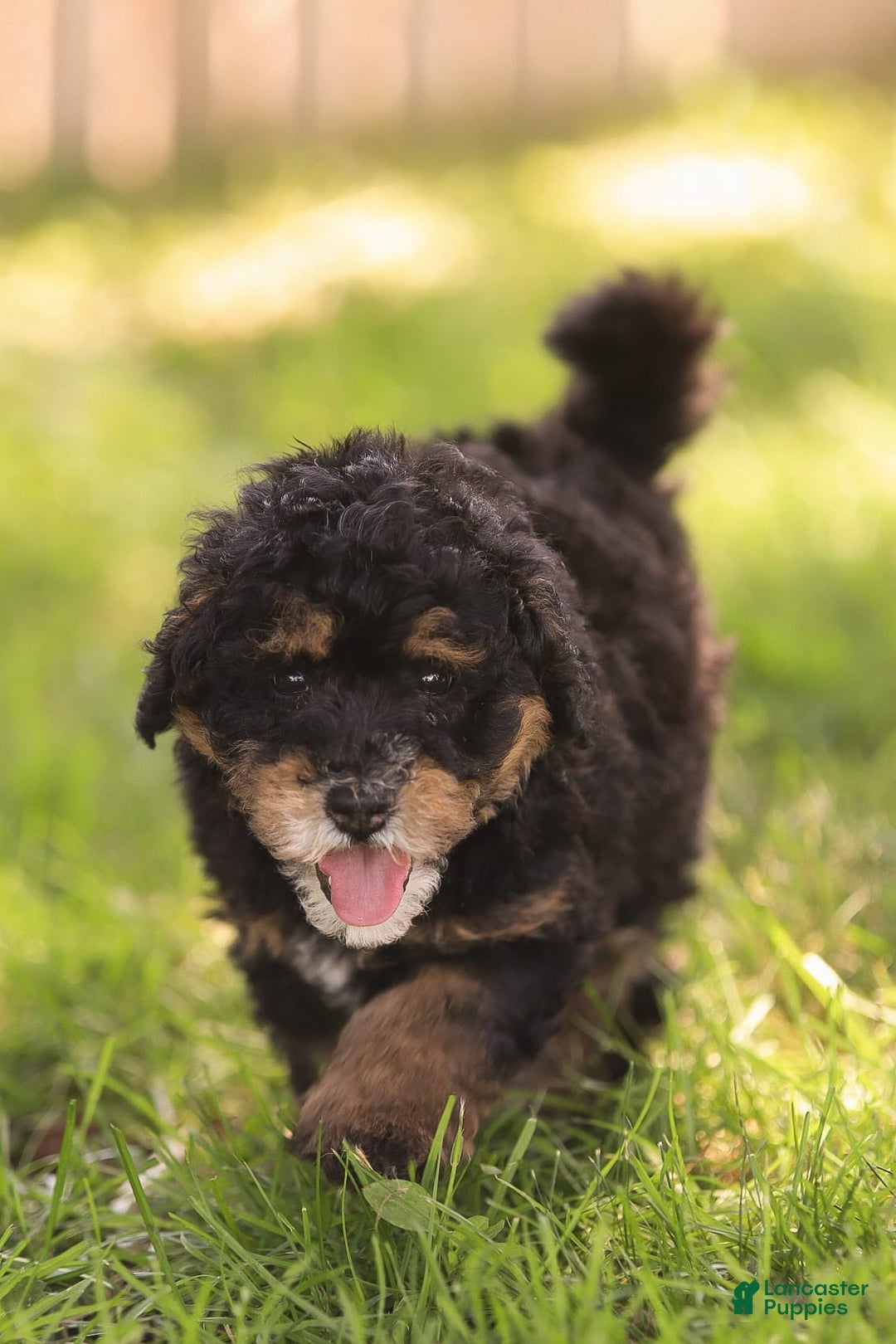 Mini Bernedoodle dogs for sale: Marshall - Image 4