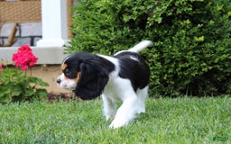 Cavalier King Charles Spaniel dogs for sale: Abby - Image 10