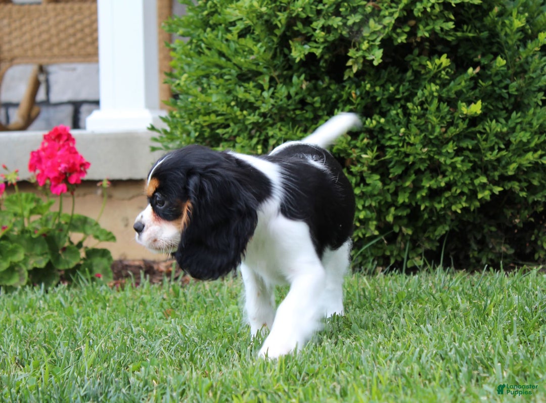 Cavalier King Charles Spaniel dogs for sale: Abby - Image 10