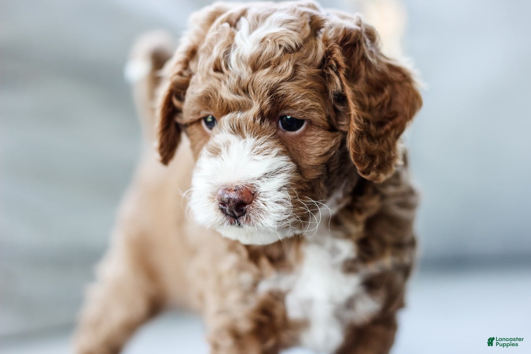 Mini Aussiedoodle dogs for sale: Cooper - Image 5