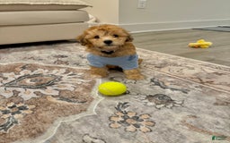 Mini Aussiedoodle dogs for sale: Louie - Image 10