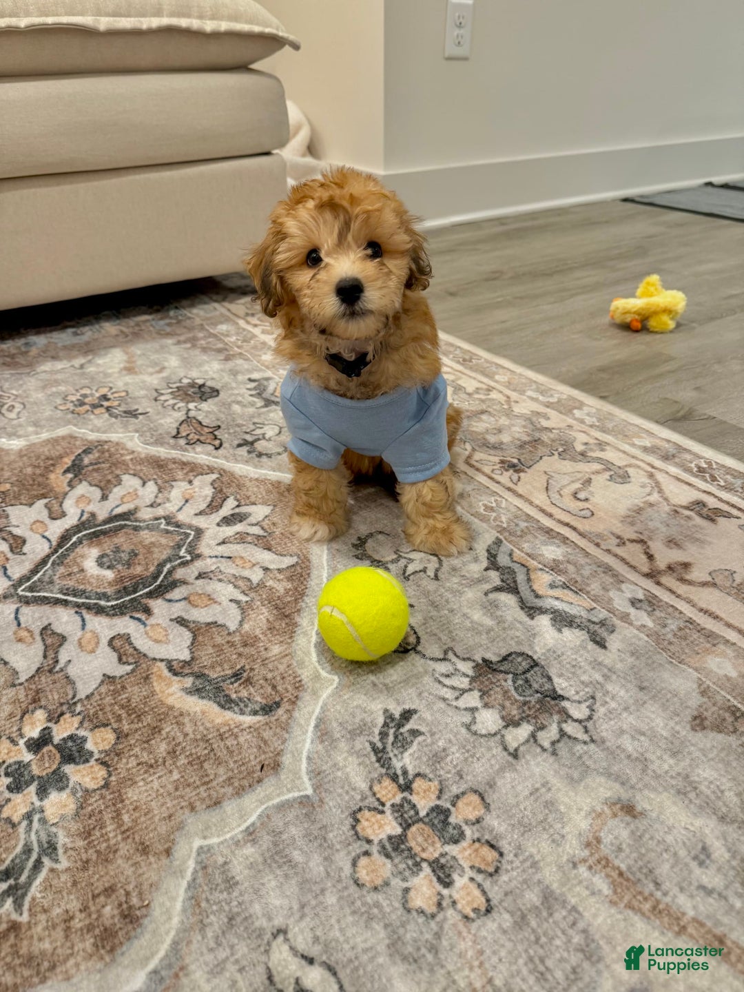 Mini Aussiedoodle dogs for sale: Louie - Image 10