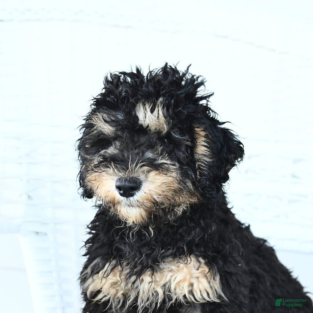 Miniature Poodle dogs for sale: Oscar - Image 2