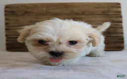 Teddy Bear dogs for sale: Katy - Image 4