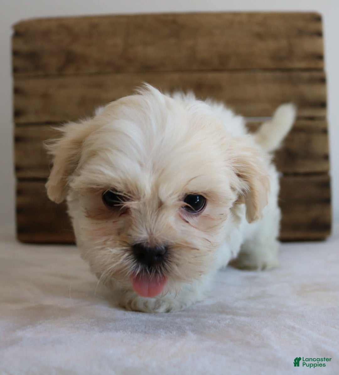 Teddy Bear dogs for sale: Katy - Image 4
