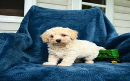 Bichpoo dogs for sale: Lifesaver - Image 6